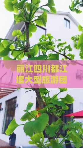丽江去四川都江堰大型旅游团