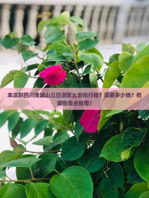 本溪到四川青城山三日游怎么安排行程？需要多少钱？有哪些景点推荐？