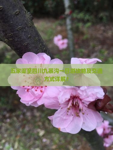 五家渠至四川九寨沟一日游攻略及交通方式详解？