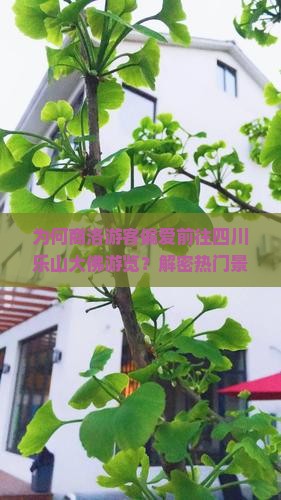 为何商洛游客偏爱前往四川乐山大佛游览？解密热门景点背后的人文与旅游痛点！