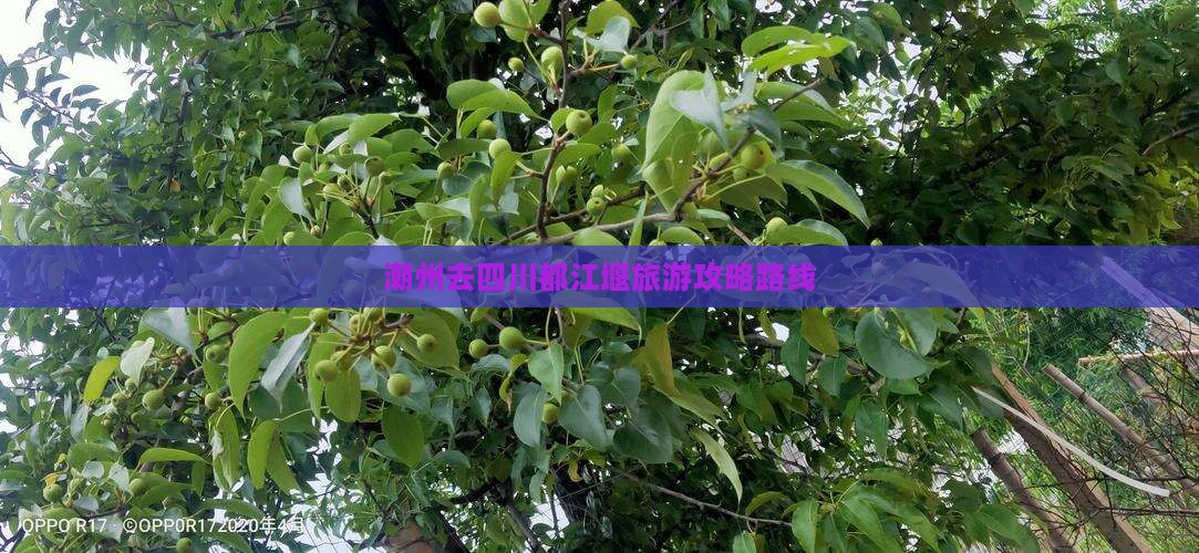 潮州去四川都江堰旅游