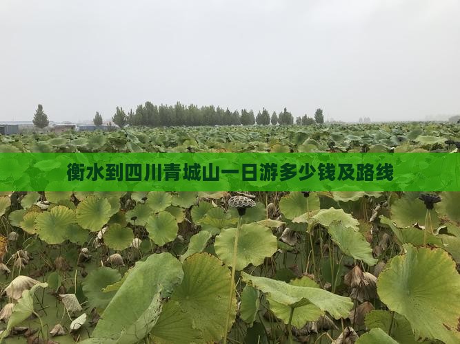 衡水到四川青城山一日