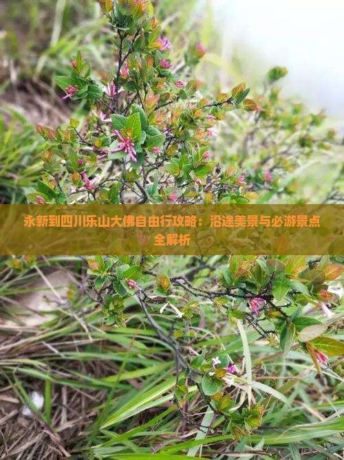 永新到四川乐山大佛自由行
