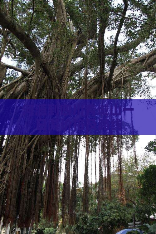 河源到四川青城山一日游价格及路线