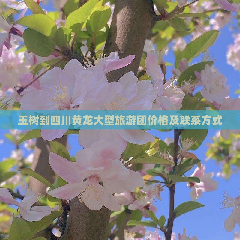 玉树到四川黄龙大型旅游团价格及联系方式
