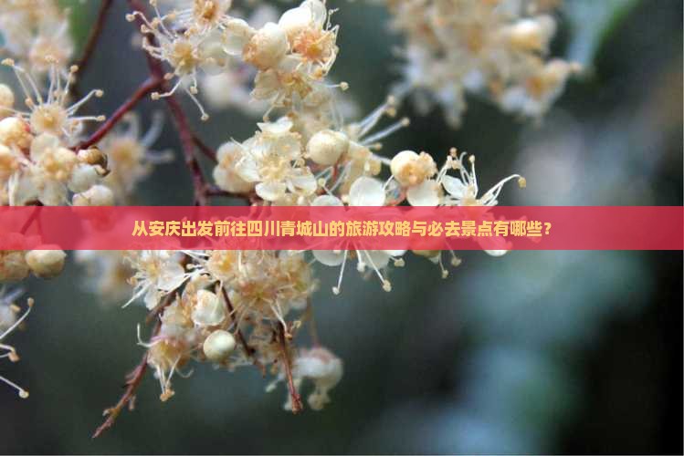 从安庆出发前往四川青城山的旅游攻略与必去景点有哪些？