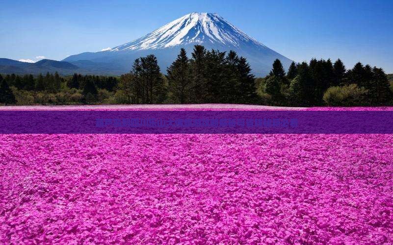 葫芦岛到四川乐山大佛旅行社