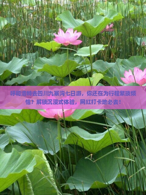 呼和浩特去四川九寨沟七日游