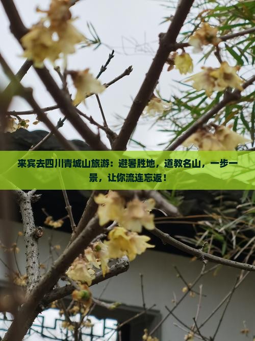 来宾去四川青城山旅游