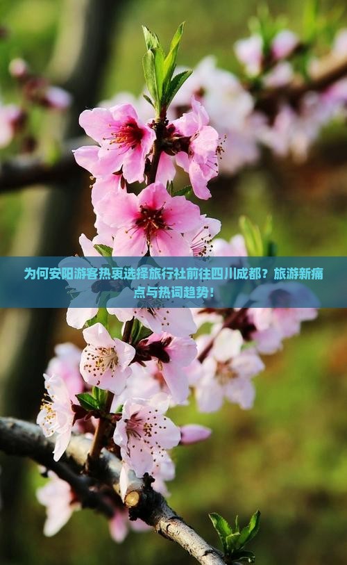 为何安阳游客热衷选择旅行社前往四川成都？旅游新痛点与热词趋势！