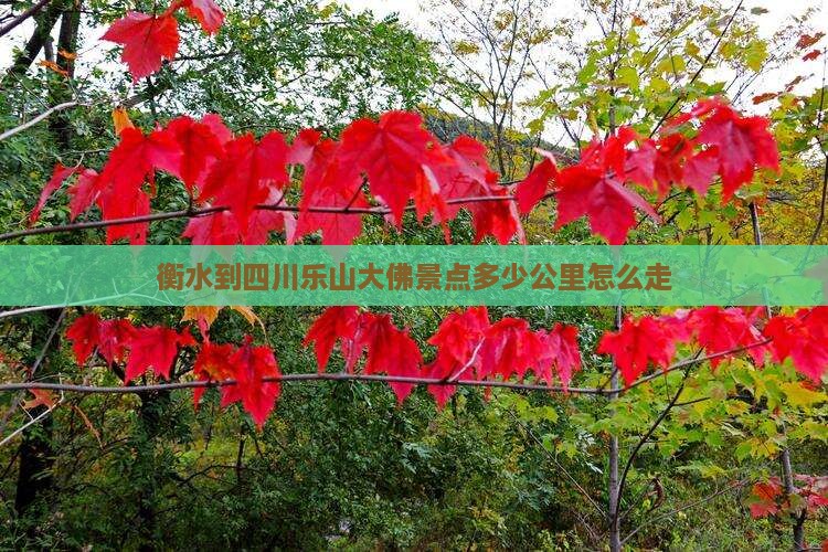 衡水到四川乐山大佛景点