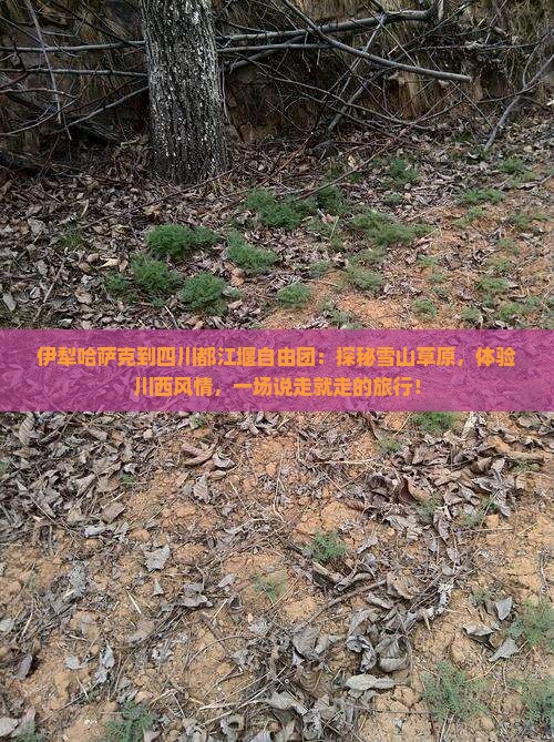 伊犁哈萨克到四川都江堰自由团