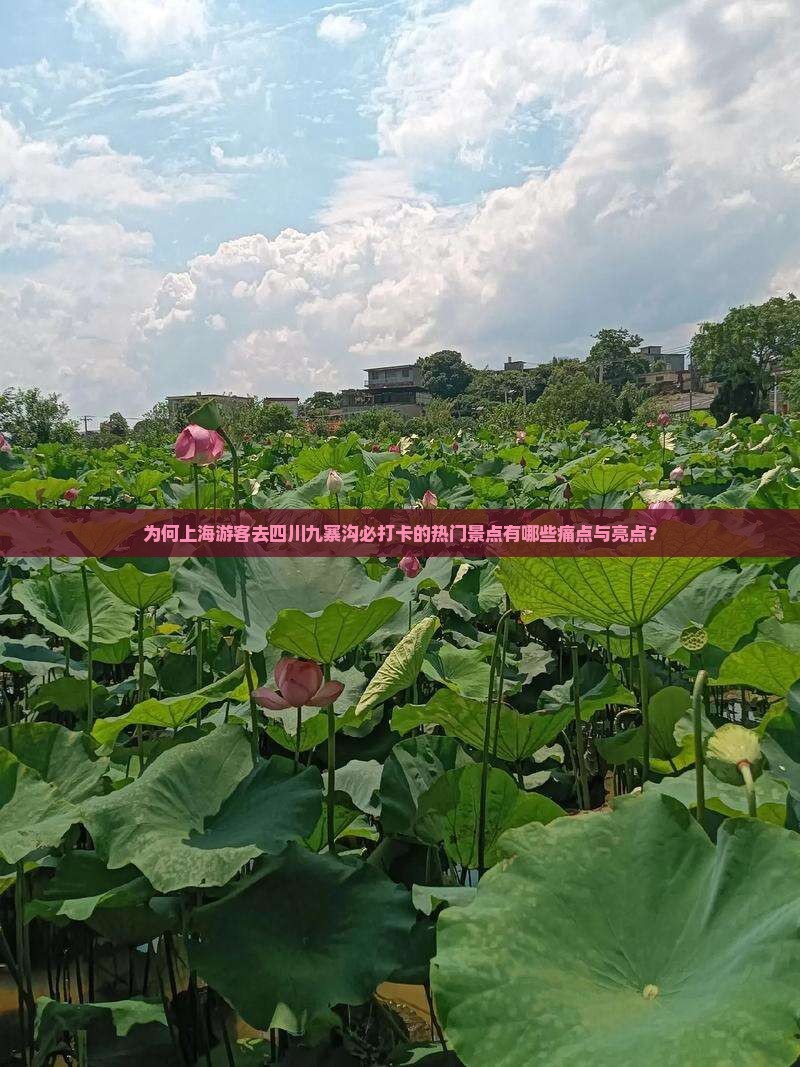 为何上海游客去四川九寨沟必打卡的热门景点有哪些痛点与亮点？