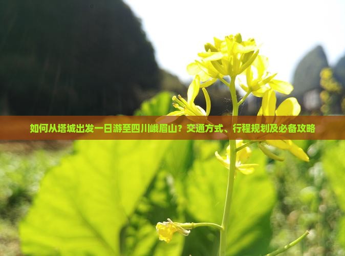 如何从塔城出发一日游至四川峨眉山？交通方式、行程规划及必备攻略