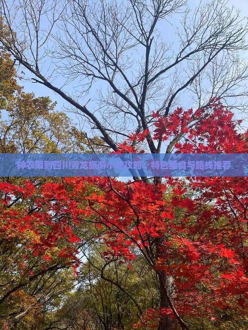 神农架到四川黄龙旅游小吃攻略：特色美食与路线推荐