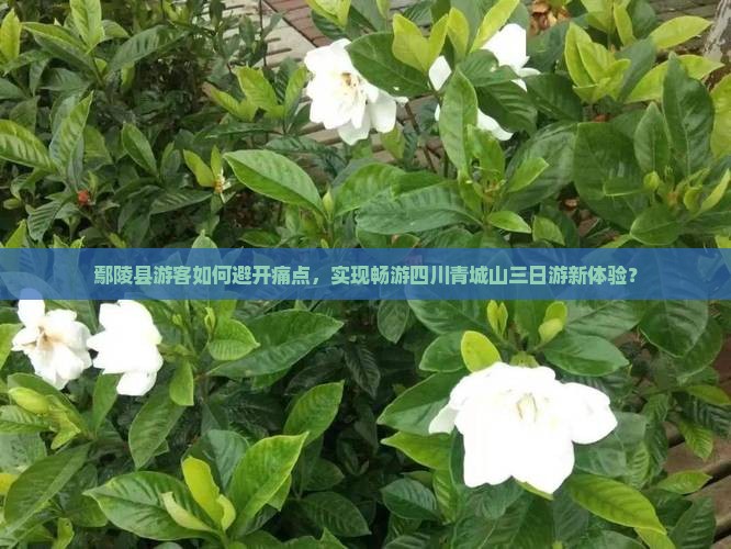 鄢陵县游客如何避开痛点，实现畅游四川青城山三日游新体验？