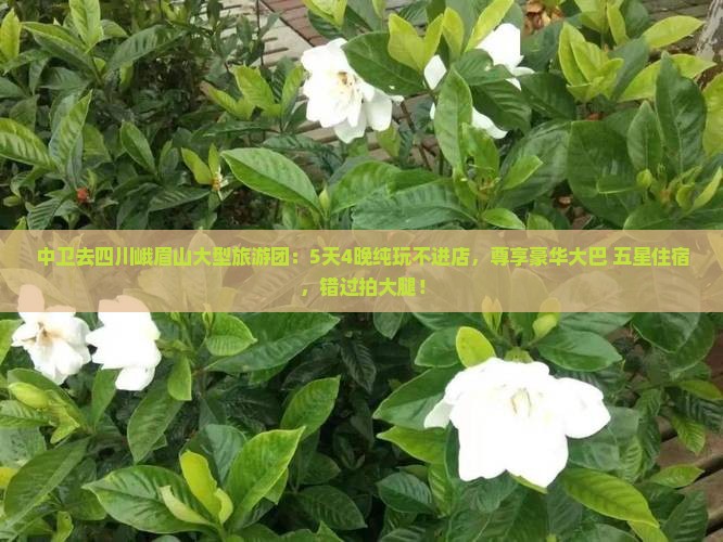 中卫去四川峨眉山大型旅游团 中卫去四川峨眉山大型旅游团