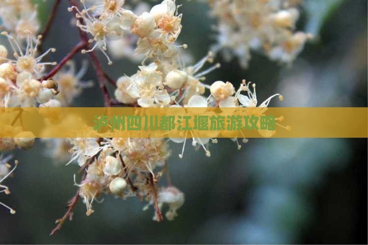 泸州去四川都江堰自由团