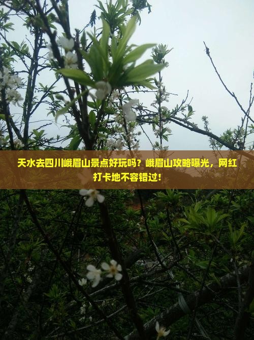 天水去四川峨眉山景点好玩吗？峨眉山攻略曝光，网红打卡地不容错过！