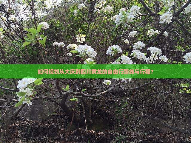 如何规划从大庆到四川黄龙的自由行路线与行程？