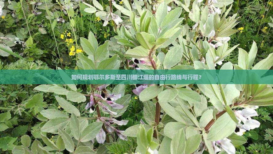 如何规划鄂尔多斯至四川都江堰的自由行路线与行程？