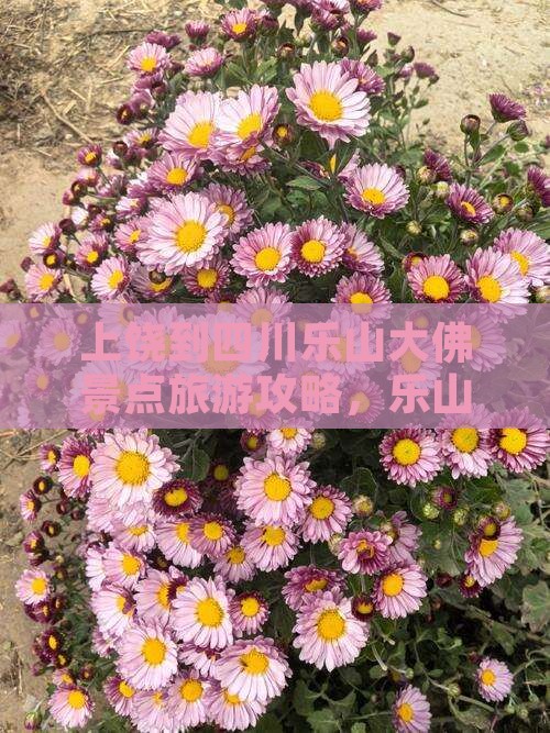 上饶到四川乐山大佛景点