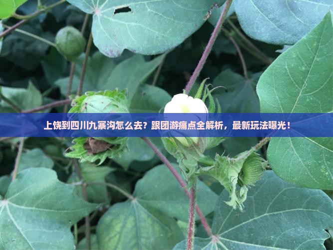 上饶到四川九寨沟旅行社