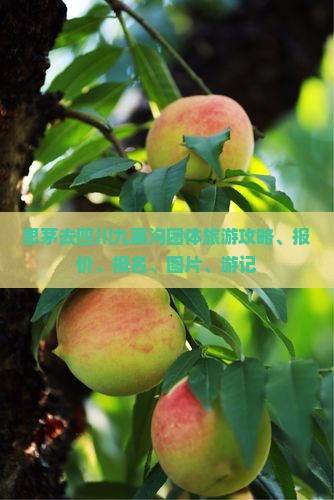 思茅去四川九寨沟团体旅游攻略、报价、报名、图片、游记