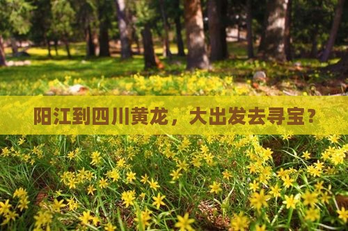 阳江到四川黄龙，大出发去寻宝？
