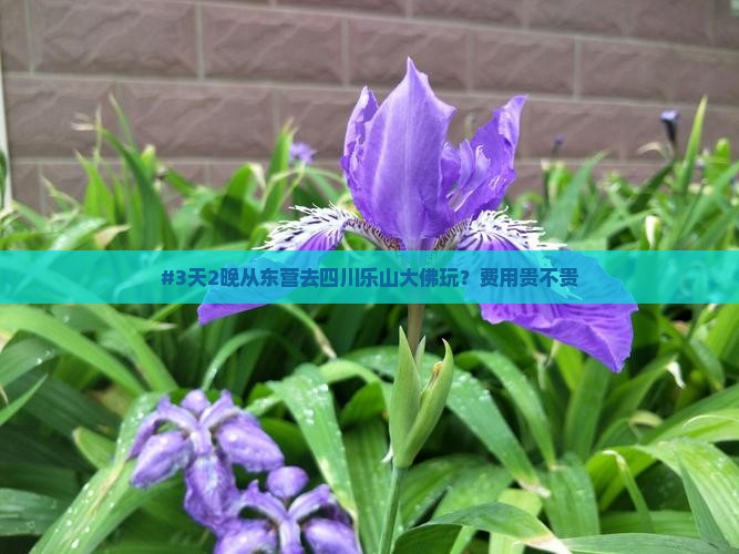 #3天2晚从东营去四川乐山大佛玩？费用贵不贵