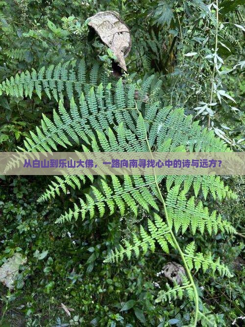 白山到四川乐山大佛哪里玩