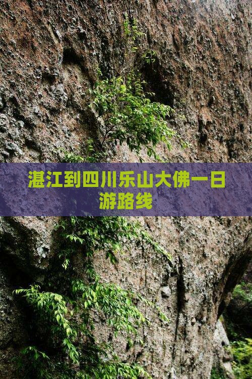 湛江到四川乐山大佛一日