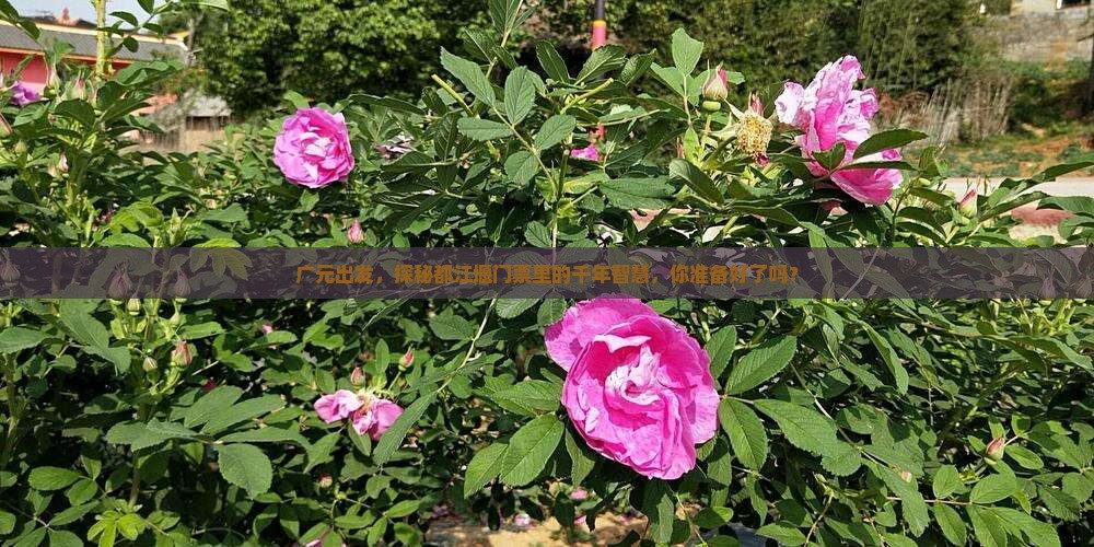 广元去四川都江堰门票
