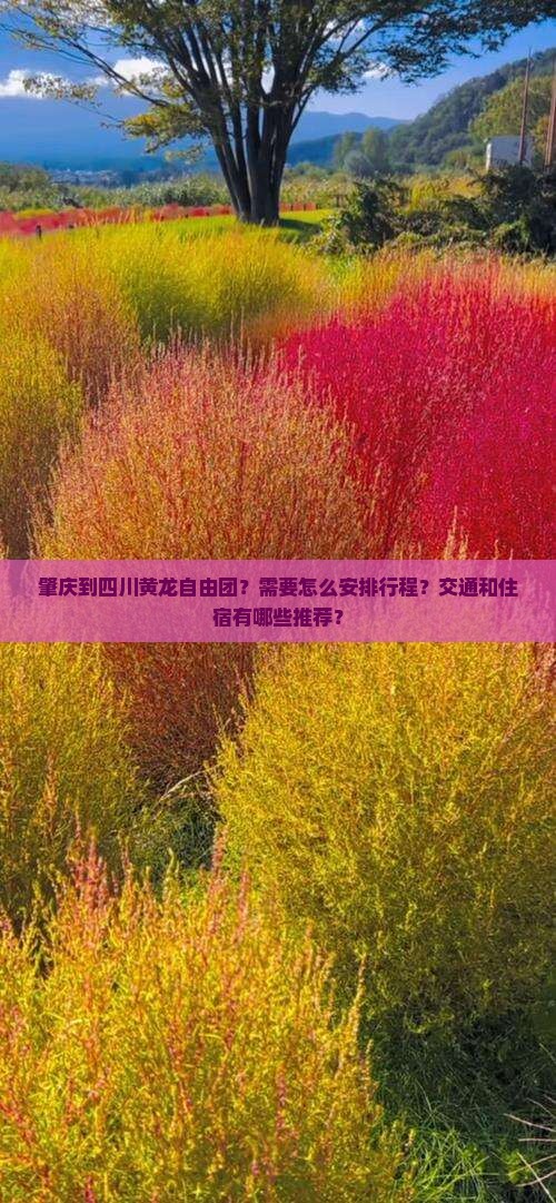肇庆到四川黄龙自由团 肇庆到四川黄龙自由团
