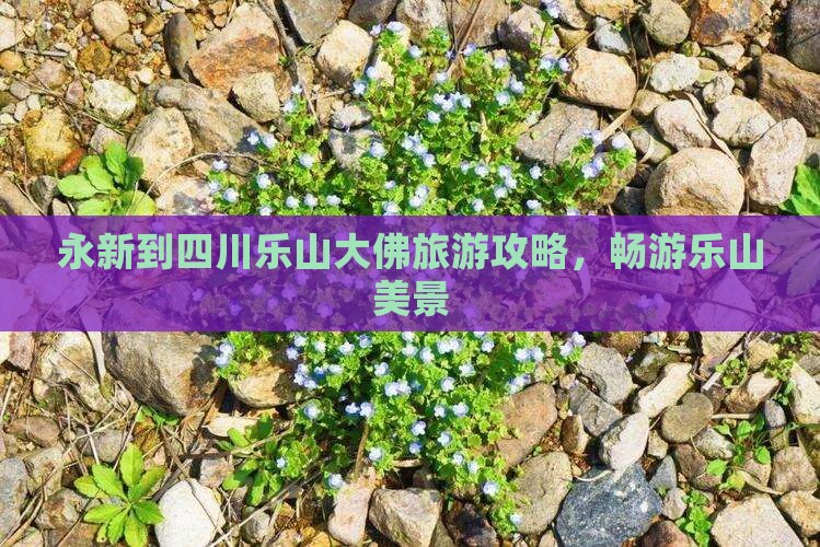 永新到四川乐山大佛个人游