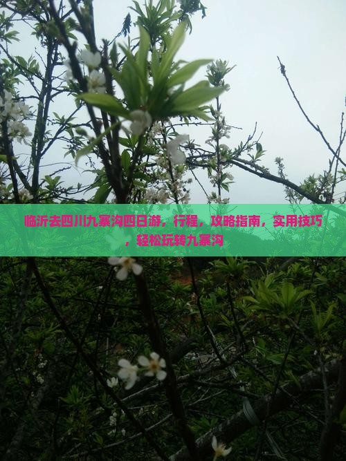 临沂去四川九寨沟四日游