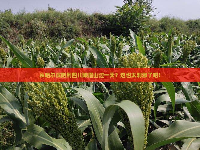 哈尔滨到四川峨眉山一日
