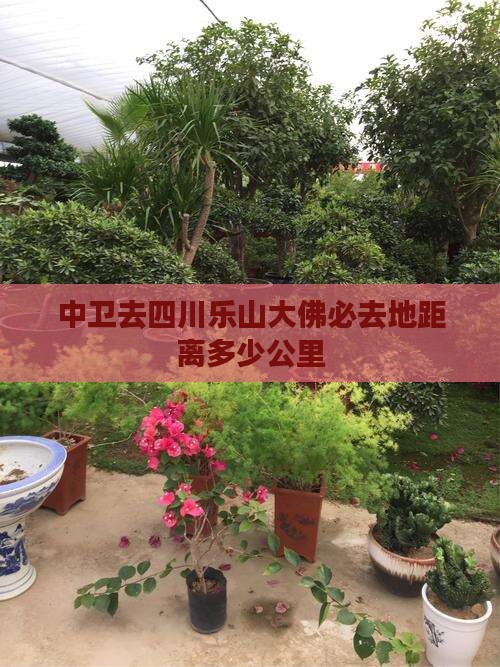 中卫去四川乐山大佛必去地