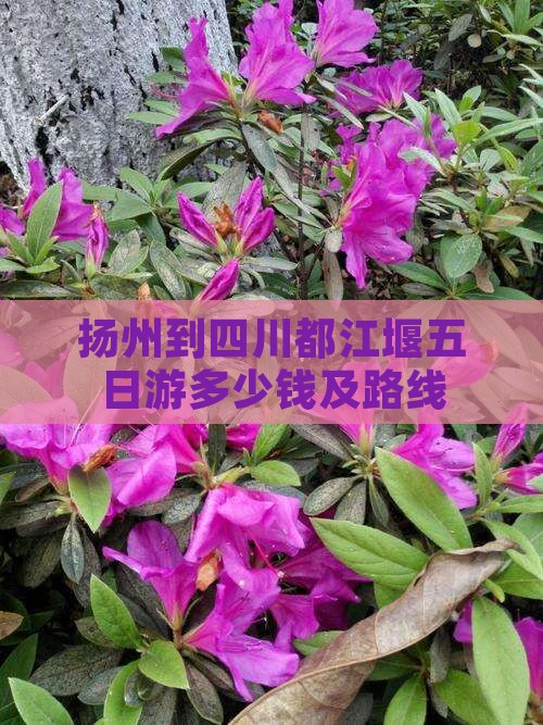 扬州到四川都江堰五日游