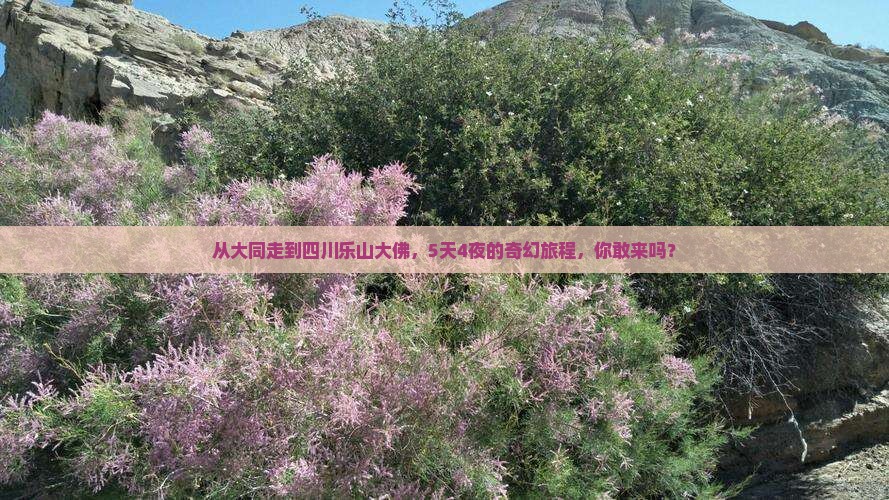 大同到四川乐山大佛五日游