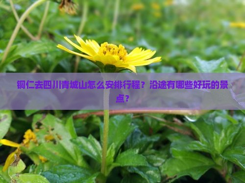 铜仁去四川青城山哪里玩