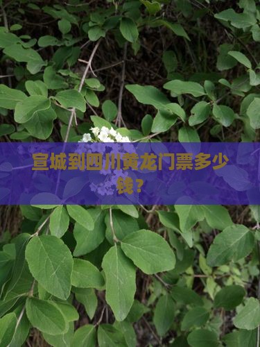宣城到四川黄龙门票
