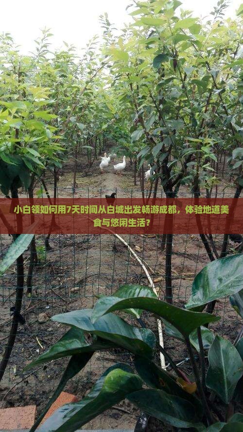 白城去四川成都个人游