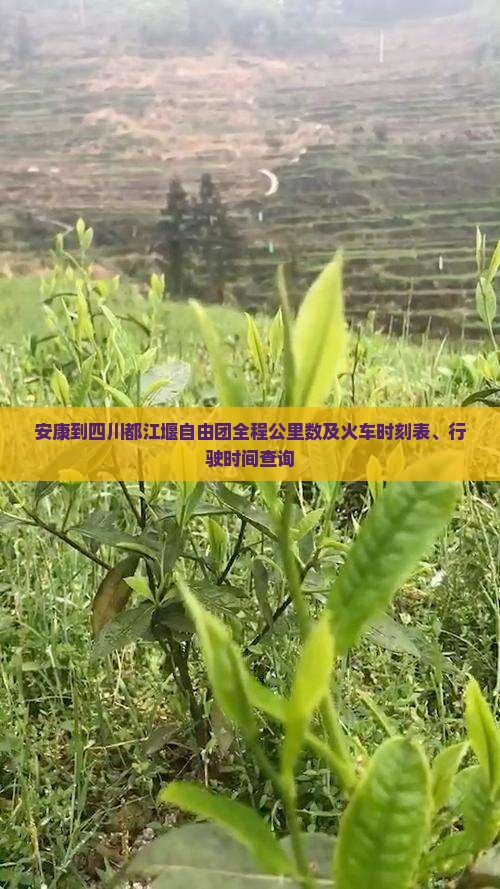 安康到四川都江堰自由团