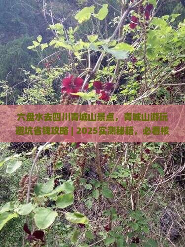 六盘水去四川青城山景点