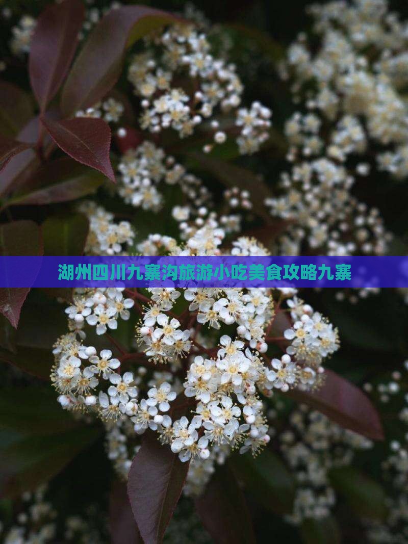湖州去四川九寨沟旅游小吃