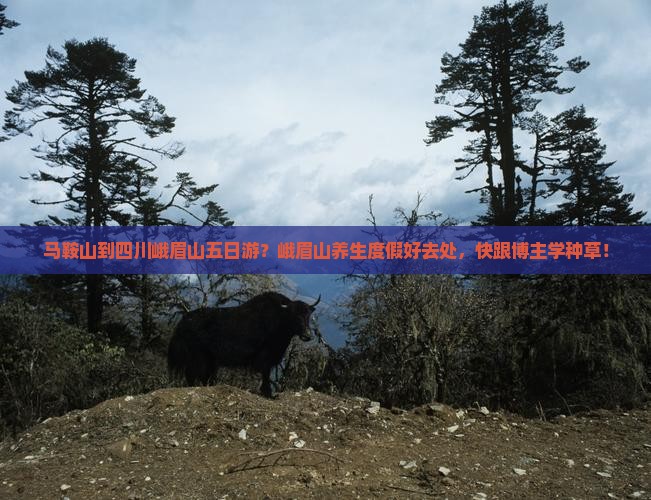 马鞍山到四川峨眉山五日游