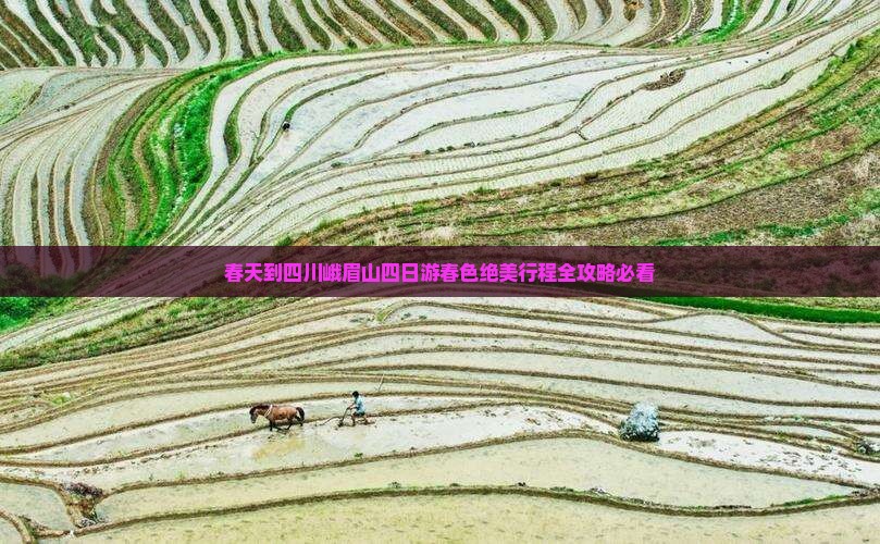 春天到四川峨眉山四日游