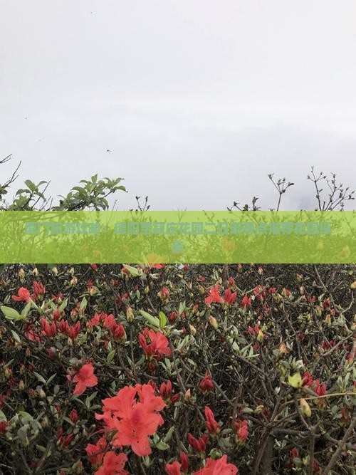 厦门旅游攻略：德阳至菽庄花园二日游景点推荐花园探索