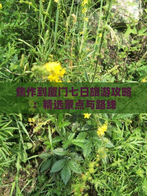 焦作到厦门七日旅游攻略：精选景点与路线
